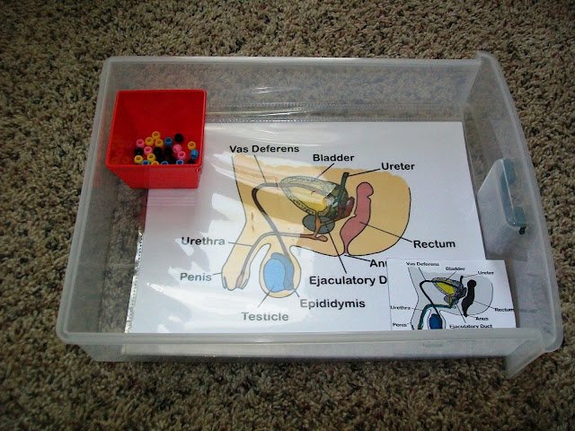 The Male & Female Reproductive Systems