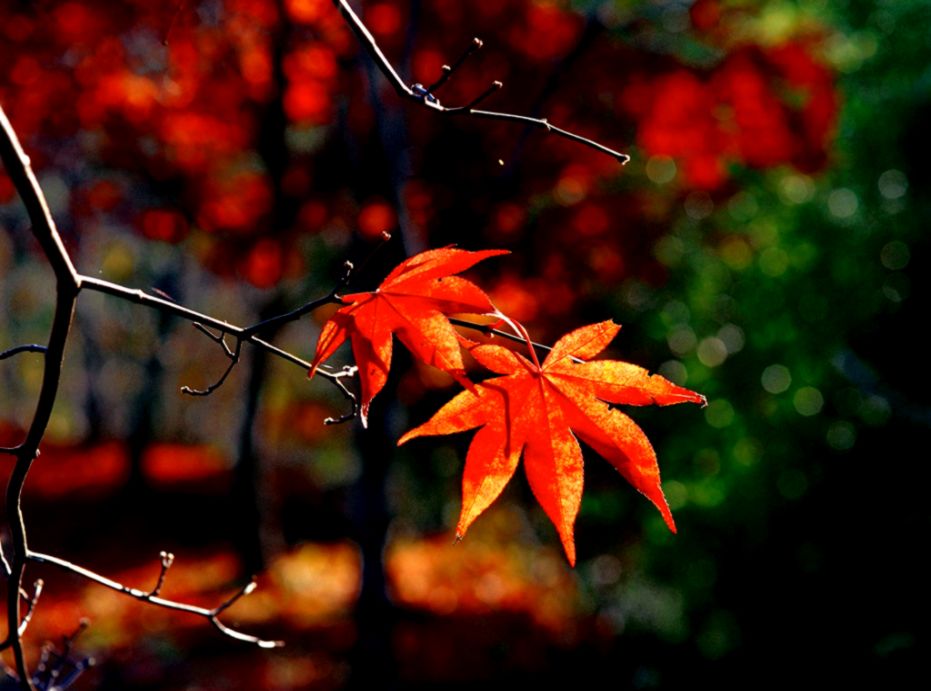 Windows 7 Autumn Wallpapers  Desktop Wallpaper