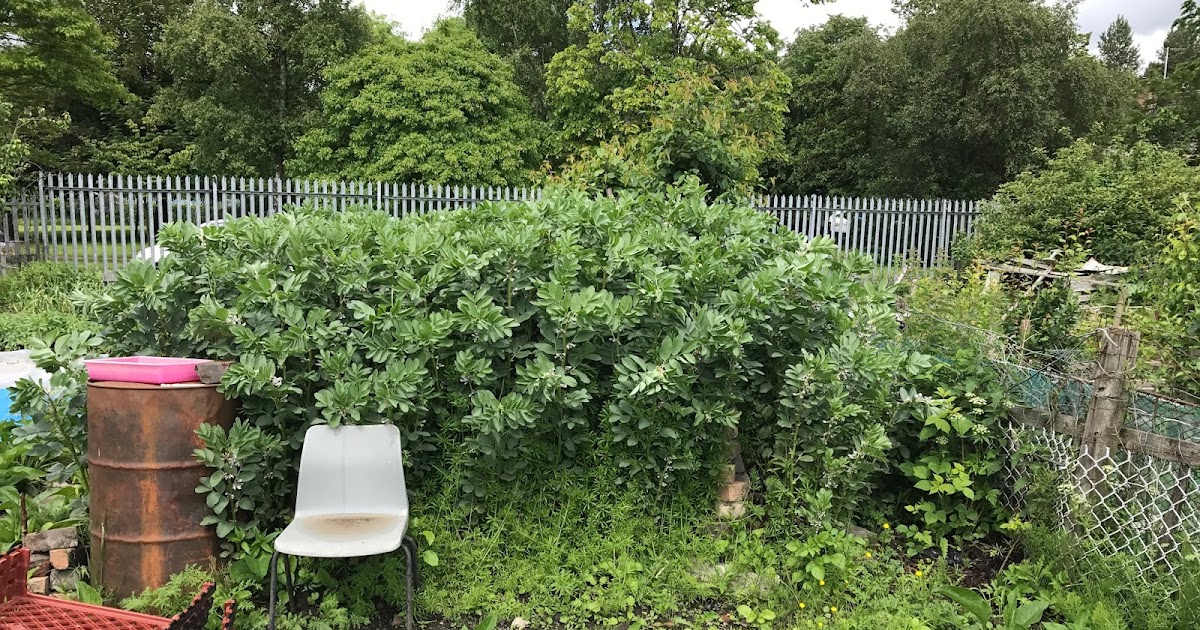 Winter Field Beans in June