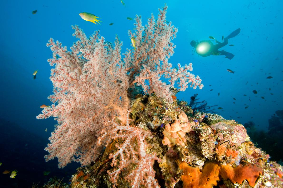 The Business Side of Green: Coral Reefs Doing Better Than Expected