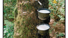 Desa Pargarutan Baru Memproduksi Bibit - Unduh File Guru