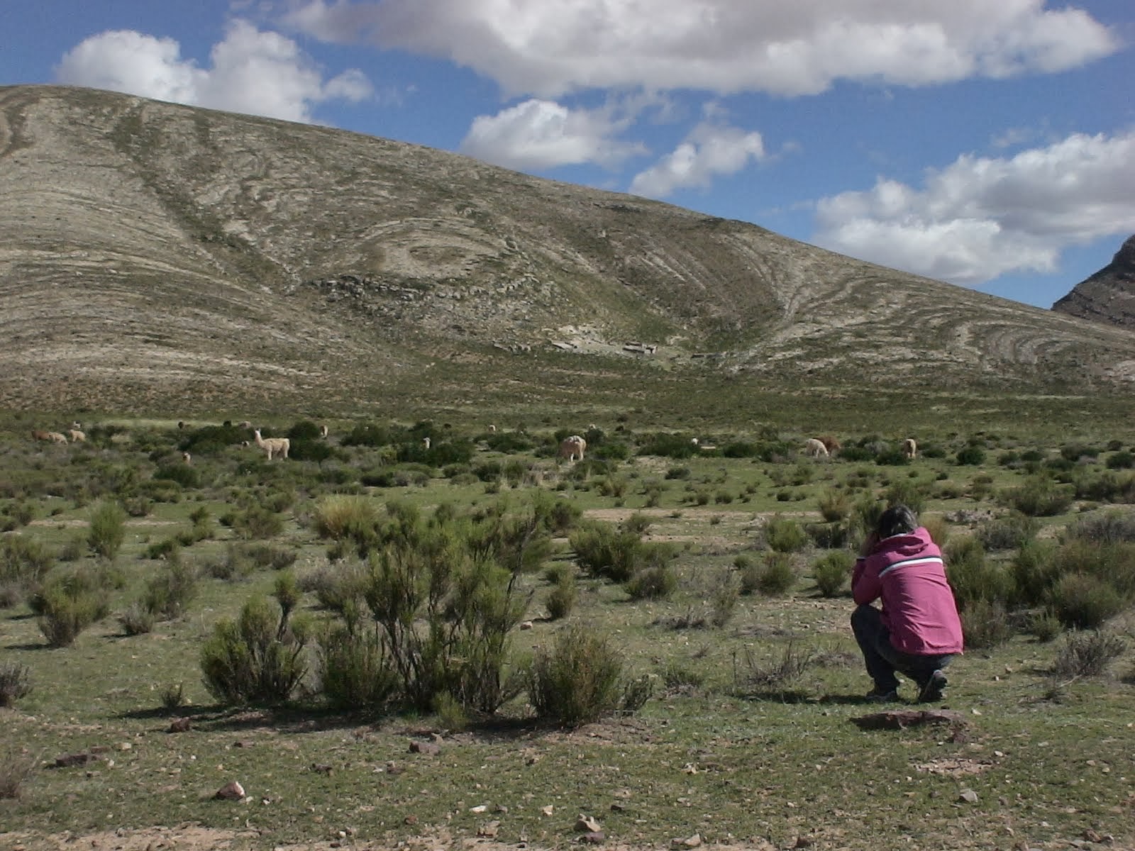 Fotografando Lhamas no Norte da Argentina