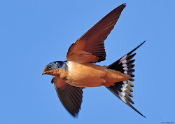 swallow barn bird flight swallows tail techniques tweet flying birds nest 100th easy shooting identify words flickr habit sign different