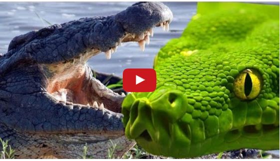 Anaconda Vs Crocodile Full Movie - Anaconda Gallery
