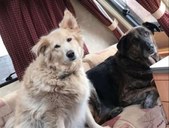 Mourning Dog Will Not Stop Cuddling The Pillow Of His Brother That Passed Away, And It's Heartbreaking