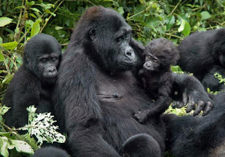 7-Day Uganda Safari Gorillas and Chimp Tracking 7 Days Uganda Gorilla Tour, Chimps Trek & Wildlife Safari in Queen Elizabeth national park ~ Primates Wildlife Safaris in Uganda and Rwanda