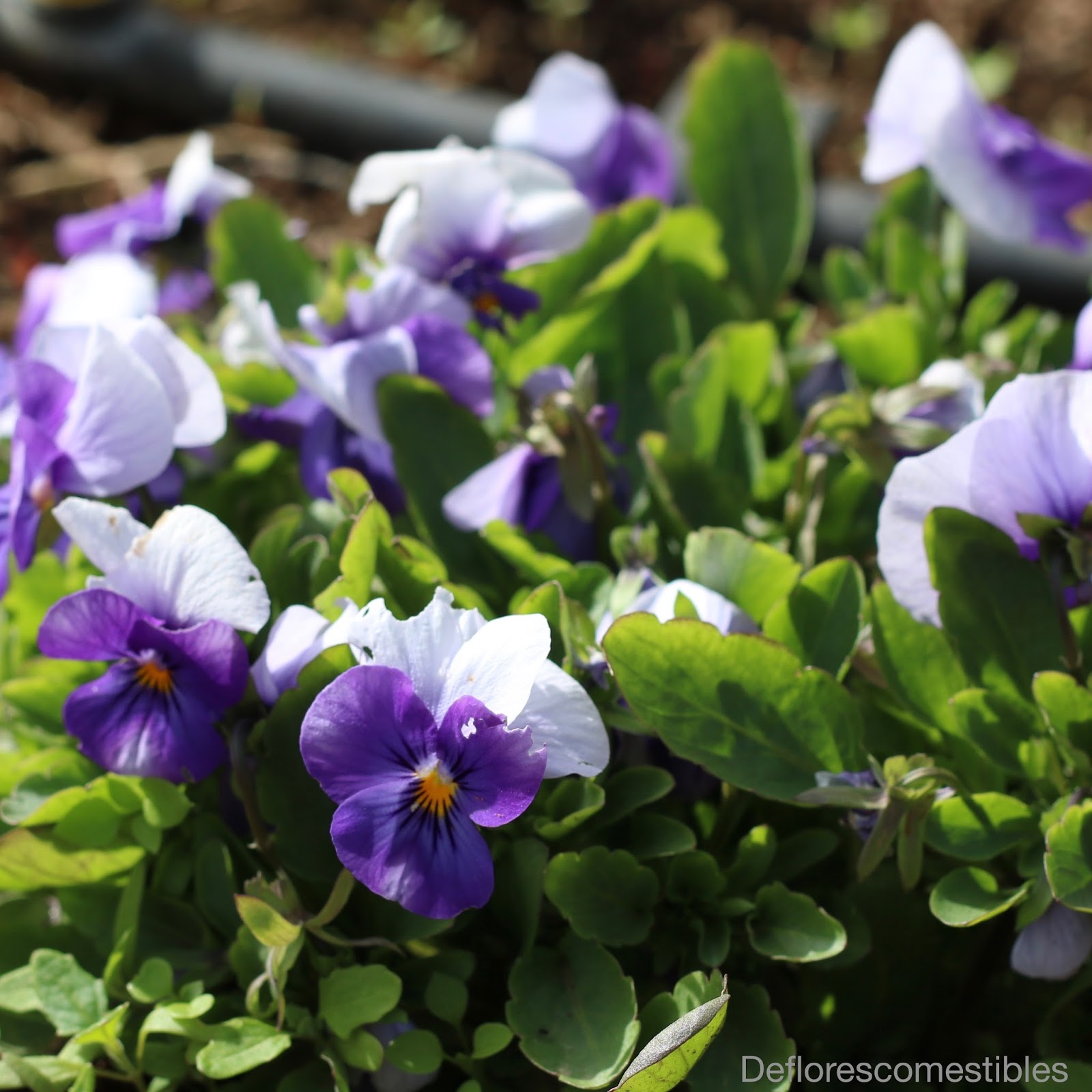 Viola flor comestible | De flores comestibles