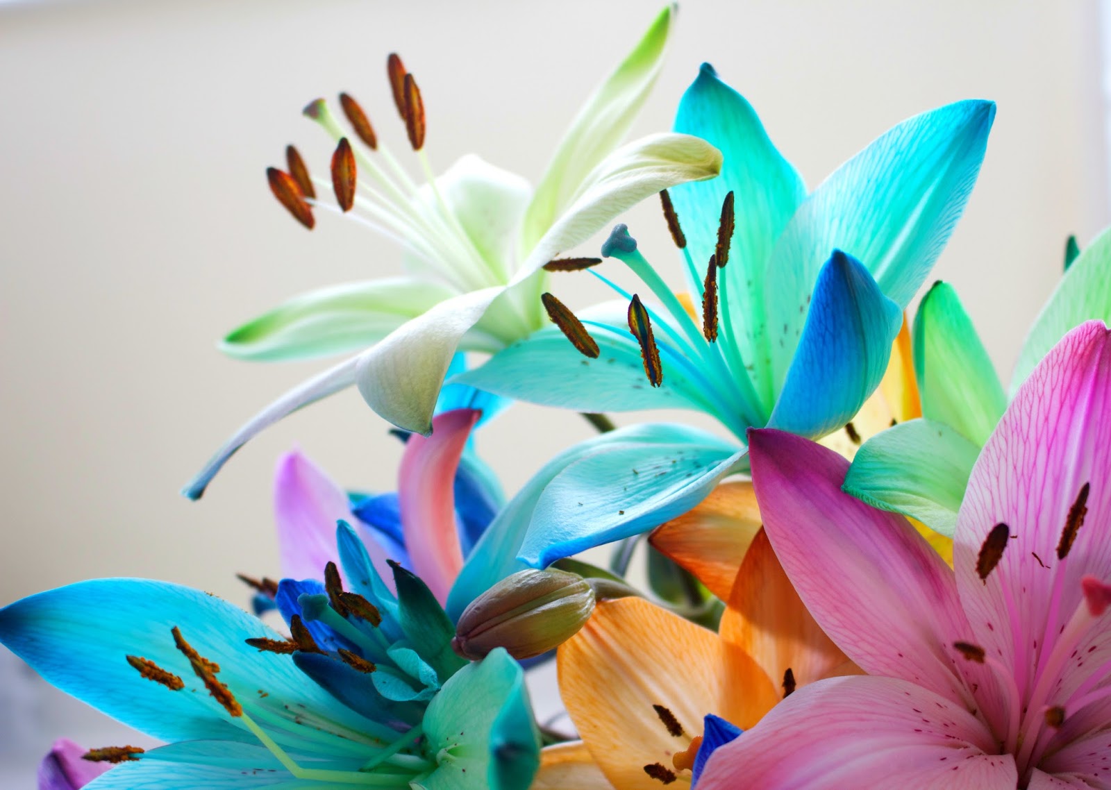 Rainbow Lilies. Blue lilies. Purple lilies. Orange lilies. Green lilies. Multi coloured lilies. spring lilies. spring flowers. Blossoming Gifts flowers. Blossom gifts rainbow lilies. Giveaway, competition. Blog competition. Blog giveaway. Product review. Flower bouquet. 100 Ways to 30, Uk life and style blog, brands, collaboration. Lily pollen.  Canon 700d photos