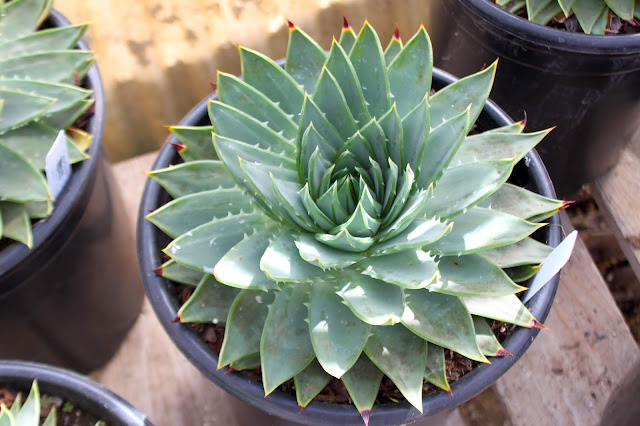 Aloe polyphylla Aloe polyphylla