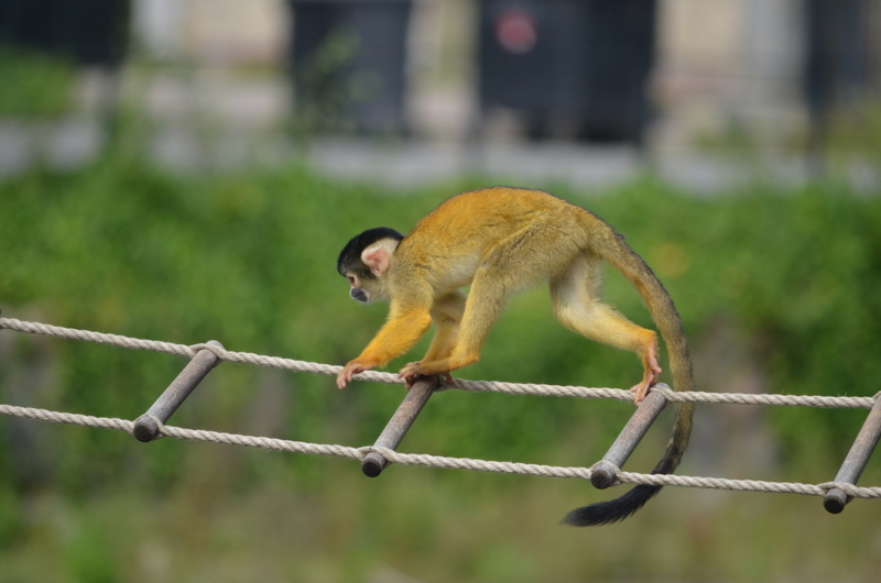 Black capped squirrel monkeys at Copenhagen Zoo eNidhi India Travel Blog