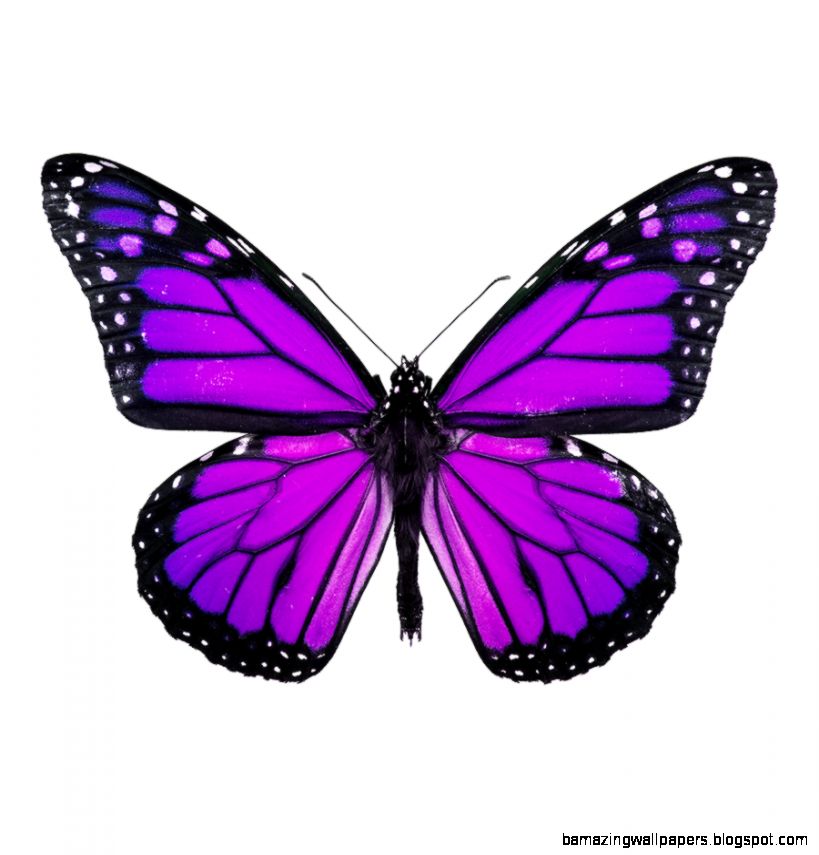Purple Butterfly Images
