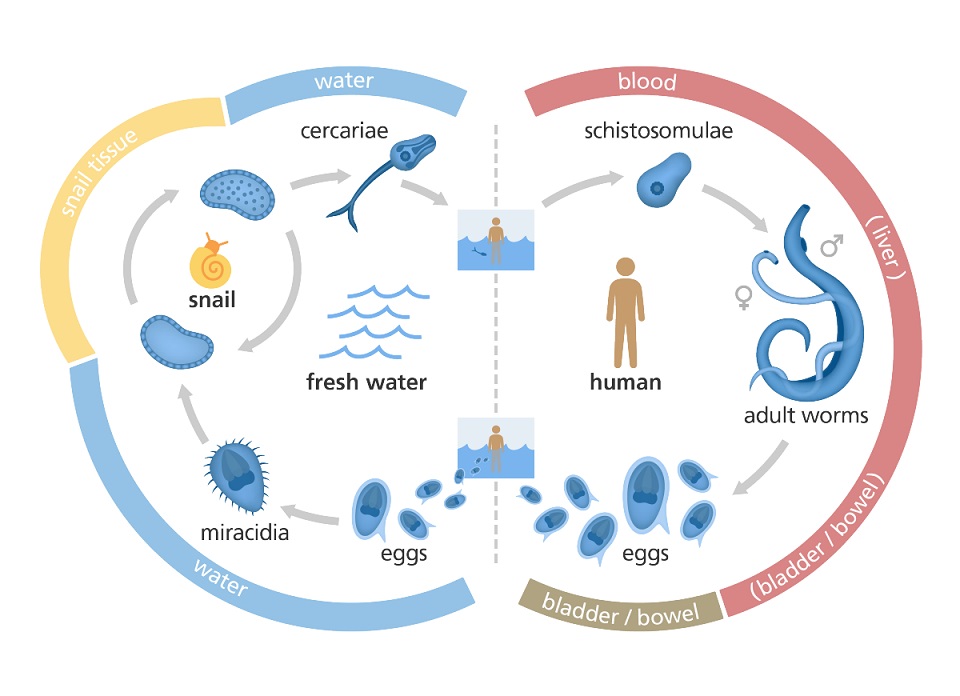 Lecture Notes in Medical Technology: Lecture #11: THE ... diagram of schistosoma eggs 