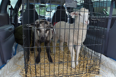 Gizem and Ivry travel to camp meeting (photo property of Trisha)