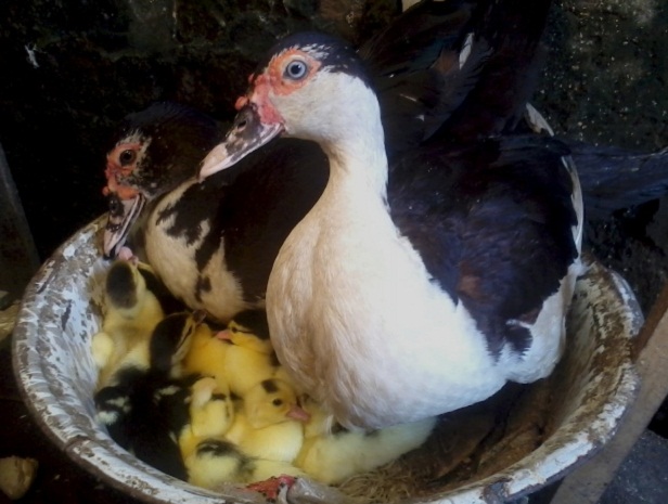 Cara Budidaya Entok Pedaging yang Baik