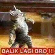 Meme Gambar Kucing Lucu Yang Bikin Ngakak Pecinta Kucing | Erwinpratama