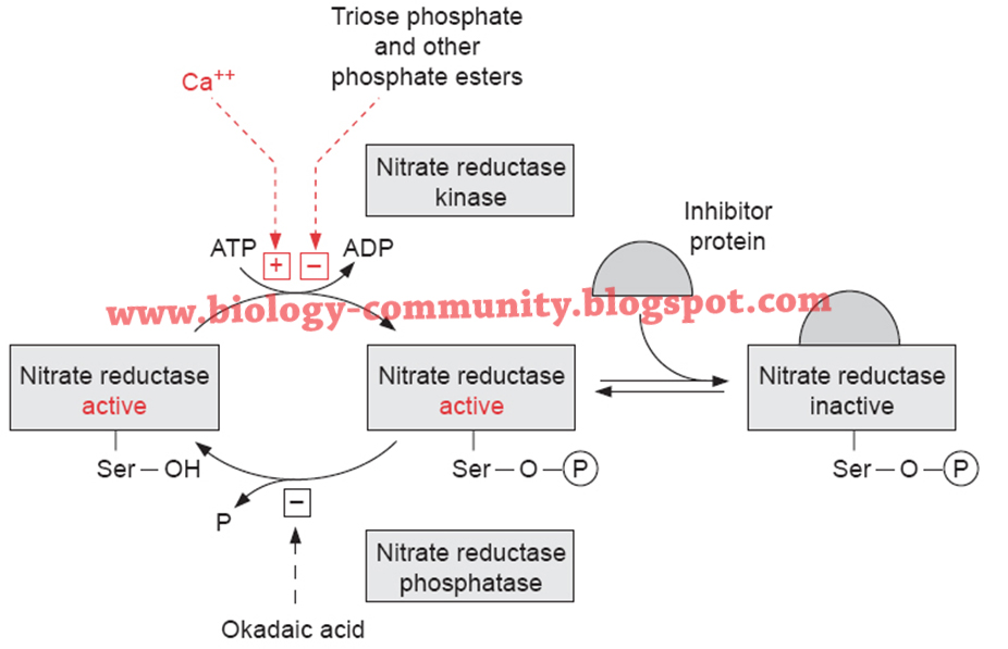 Pengertian, Fungsi, dan Reaksi Enzim Nitrat Reduktase Biologizone
