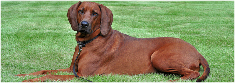 everything about your redbone coonhound luv my dogs everything about your redbone coonhound luv my dogs