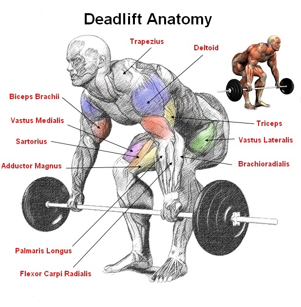 "New Bodybuilding Study on the Benefits of 'Deadlifts'." Bodydulding