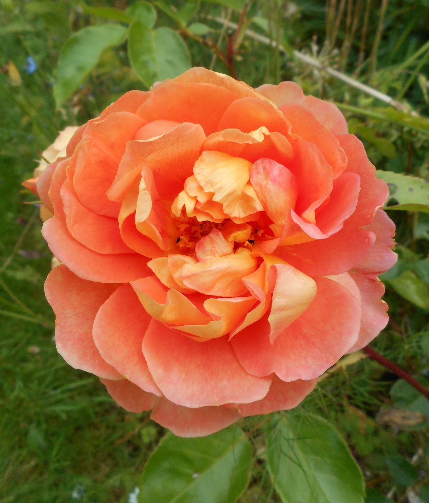 Blog Of An Ancient Gardener Deer Country Flowering Quince A