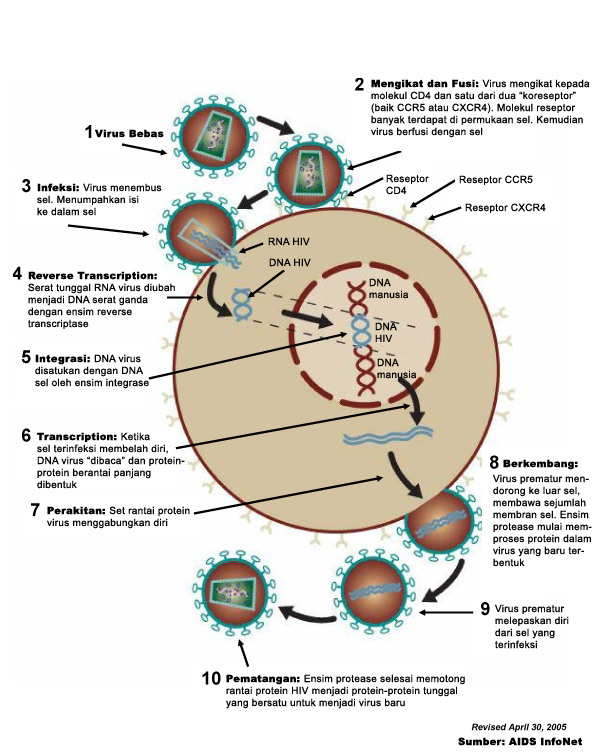 Gambar mekanisme infeksi pada hewan