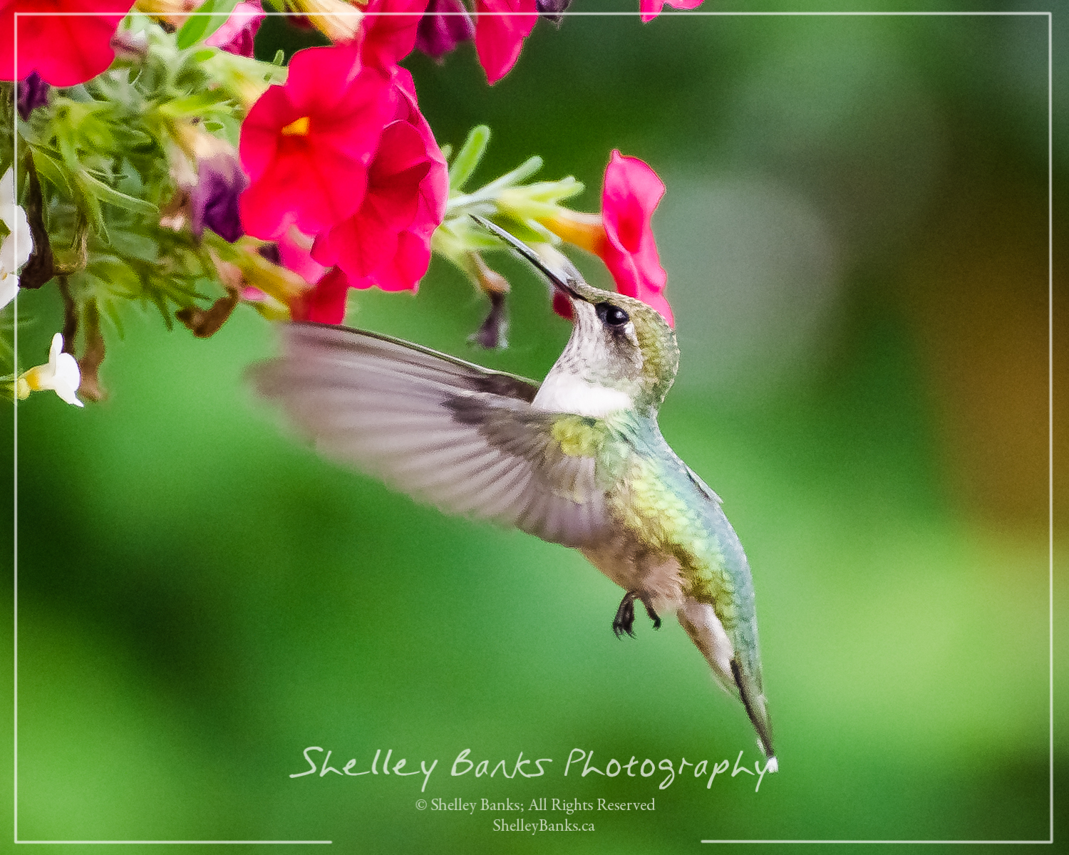 Prairie Nature Rubythroated Hummingbirds in Regina, Saskatchewan (and