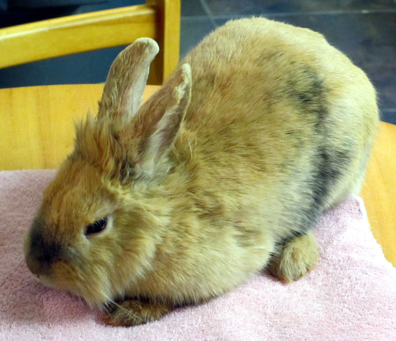 Rabbit Ramblings Update on Ginger