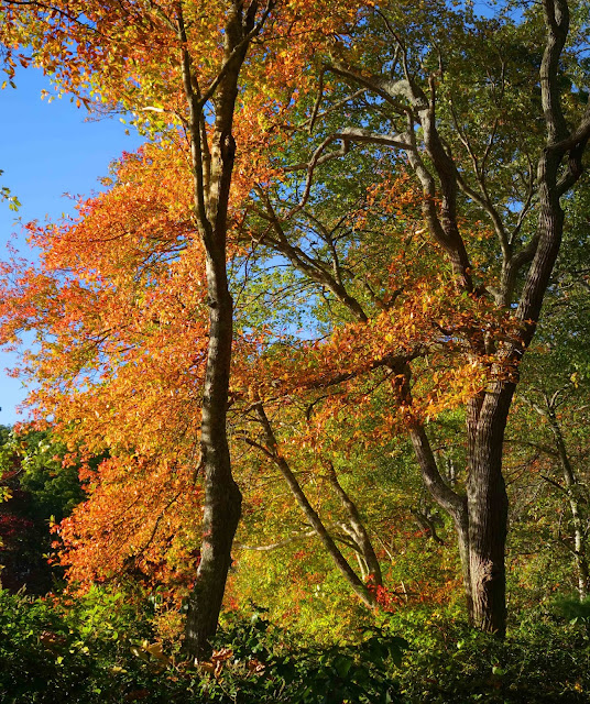 Joe's Retirement Blog Rabbit Pond Revisited, Manomet, Plymouth