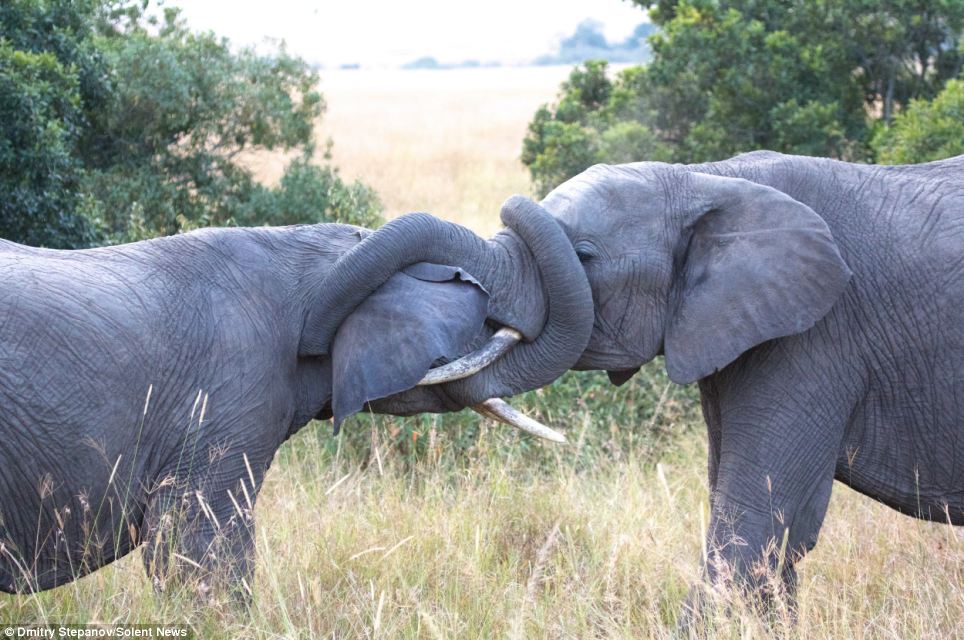 Как сношаются слоны. Животные совокупляются. Как сношаются слоны. Как сношаются слоны. Как сношаются слоны.