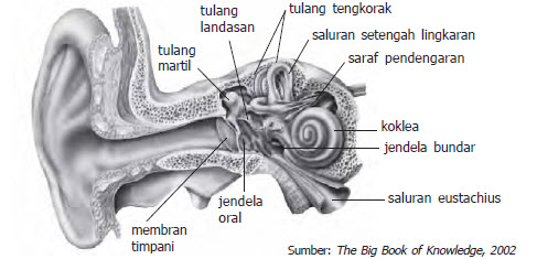 saluran setengah lingkaran pada telinga berfungsi sebagai