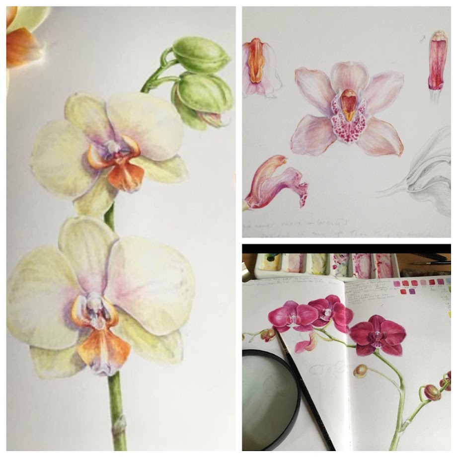 Orchid paintings 