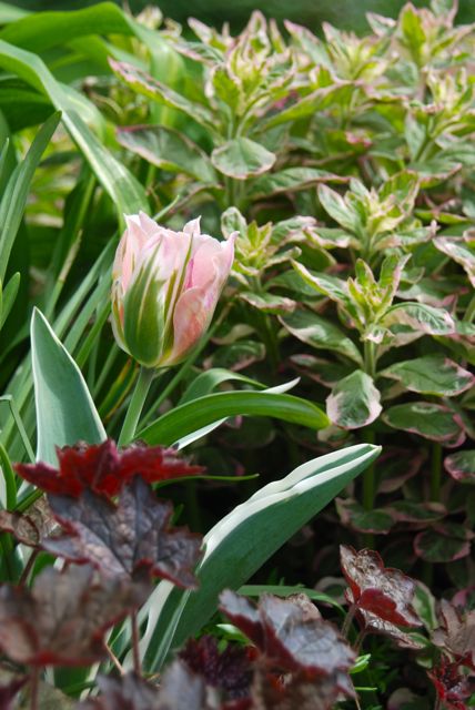 A wonderful spring planting combination:  Tulip 'China Town',  Heuchra 'Palace Purple' and variegated loosestrife, Lysimachia punctata 'Alexander'.