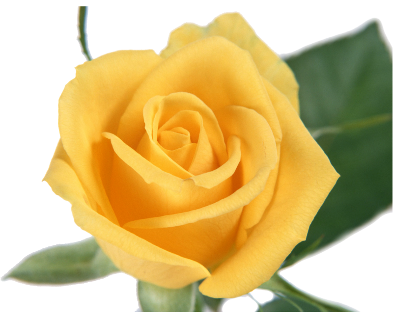 ForgetMeNot: yellow roses
