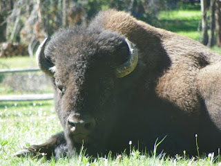 Bison