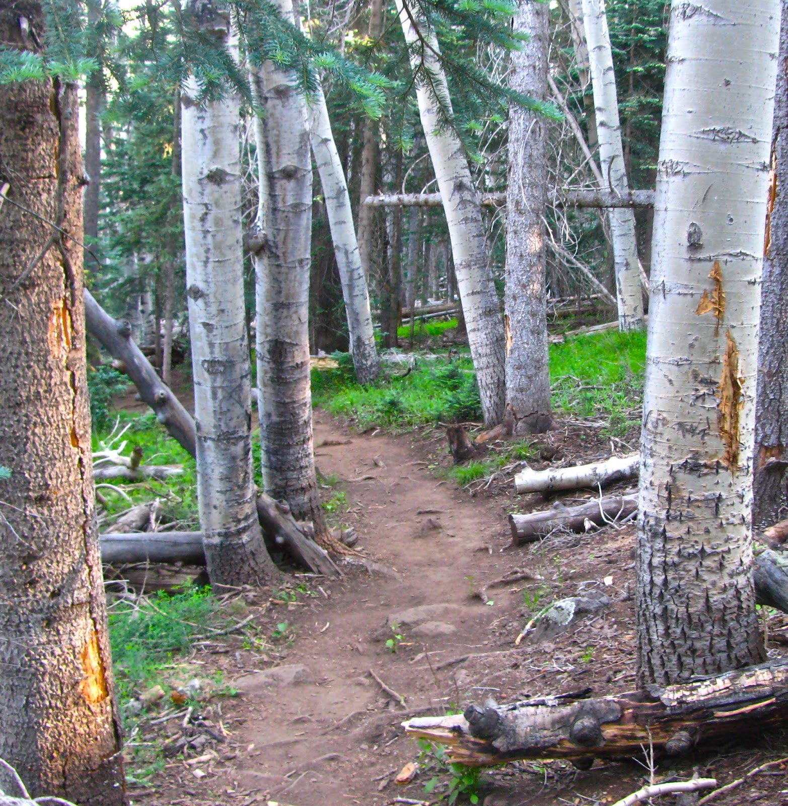 Scottsdale Daily Photo Photo Forest trail near Flagstaff