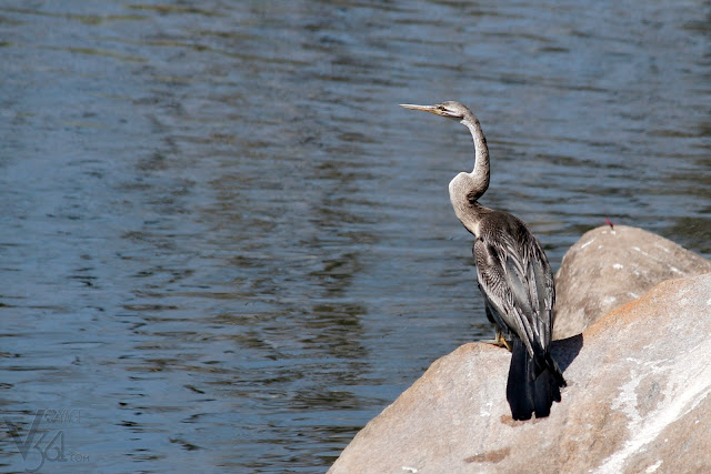 Snake Bird or Darter Snake Bird or Darter