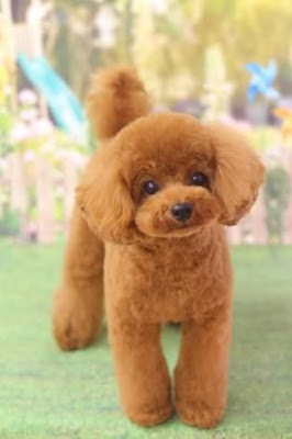 Teddy Poodle cut