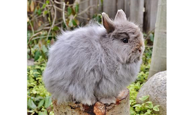 Jersey Wooly Rabbit Breed