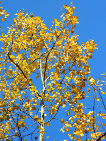 Populus tremuloides Trembling poplar fall foliage Taylor Creek Park by garden muses-not another Toronto gardening blog