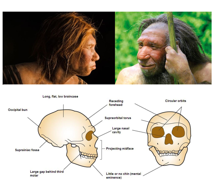 thefuzzysasquatch: Did Neanderthals inhabit Southern California 130,000 years ago?