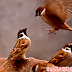 Tiếng chim sẻ hót | Tải tiếng chim sẻ hót gọi bầy mp3 chuẩn nhất