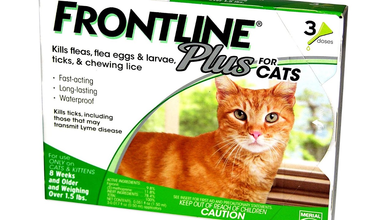Fipronil Front Line Cats Cat Choices