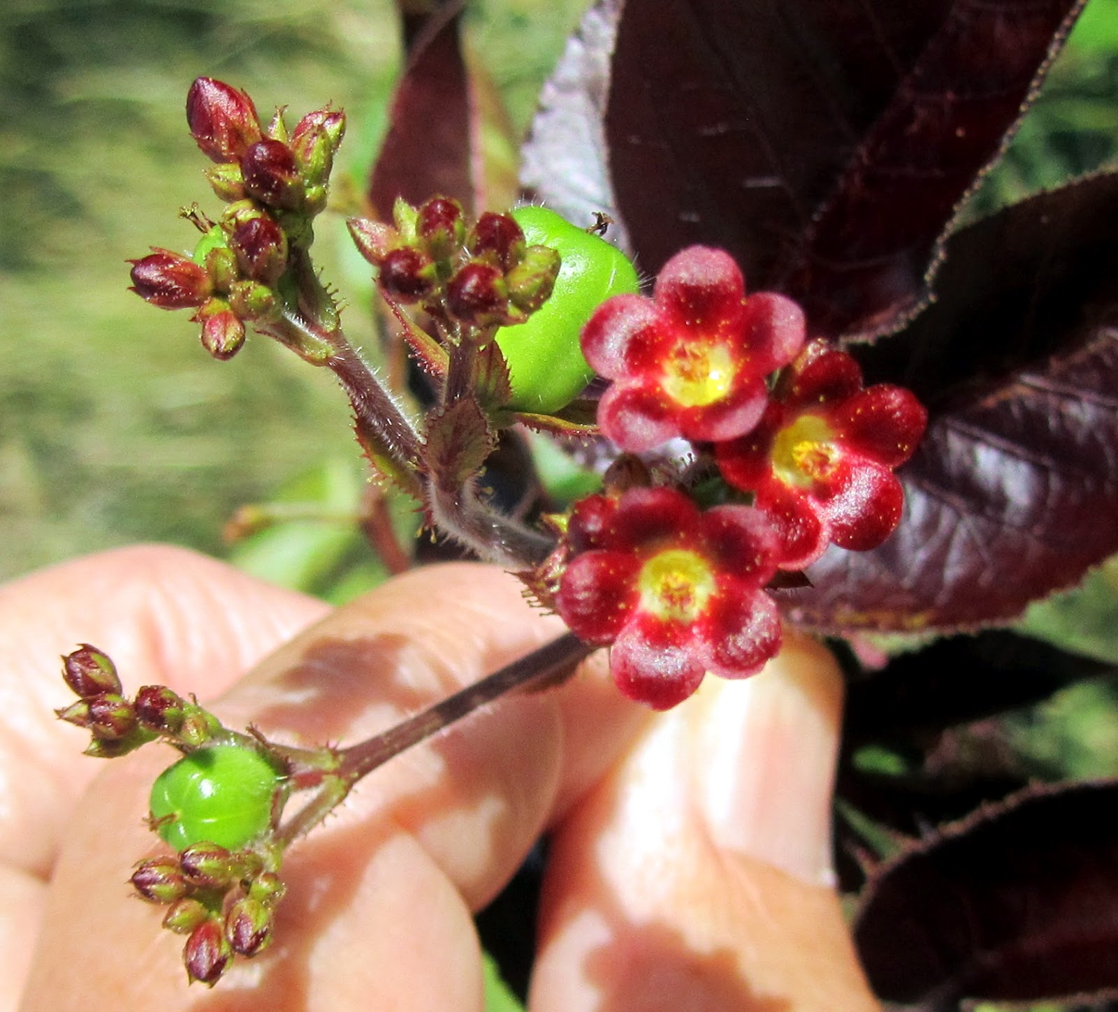 Hiking Curaçao Flora and Fauna Flowers of the Flaira