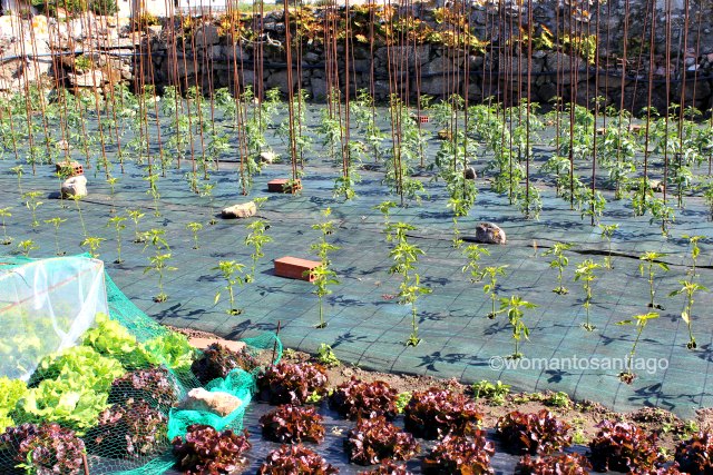 huerto-ogrove-ruta-xacobea-del-mar-de-arousa