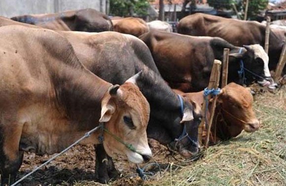Sunnah-Sunnah Penyembelihan Hewan Qurban