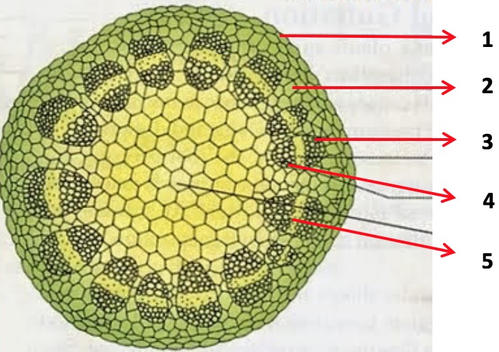 20+ Modifikasi Epidermis PNG