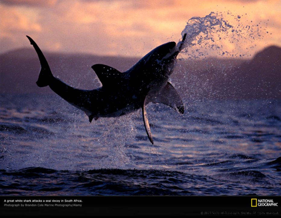Great White Sharks Jumping