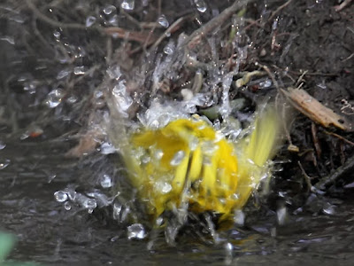 Yellow Warbler Bathing