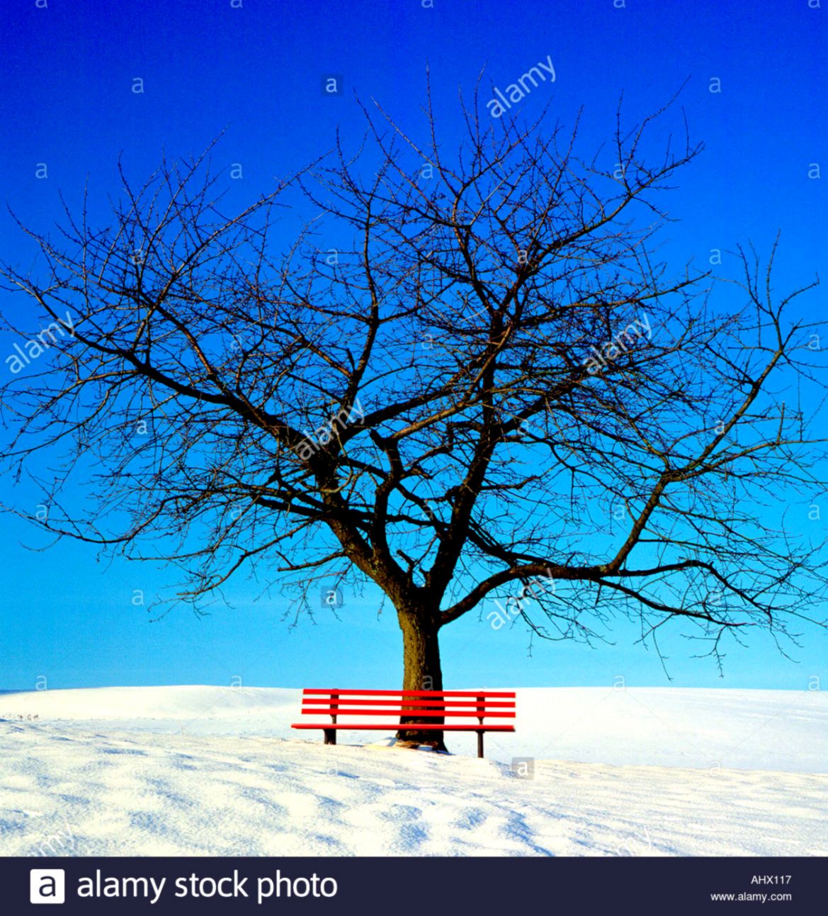 red bench winter snow cherry tree blue sky horizon Photo by Willy