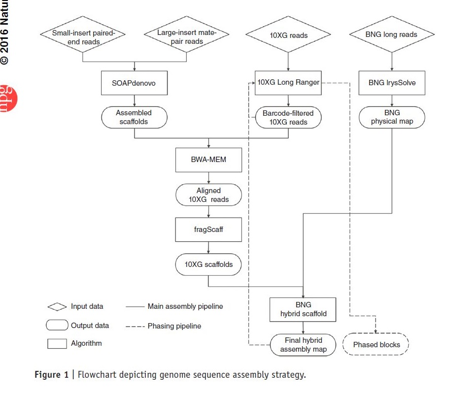 パックマンの挑戦 － PacBioシークエンサー: 「10X Genomics と PacBio」 どちらかを選ぶとしたら？