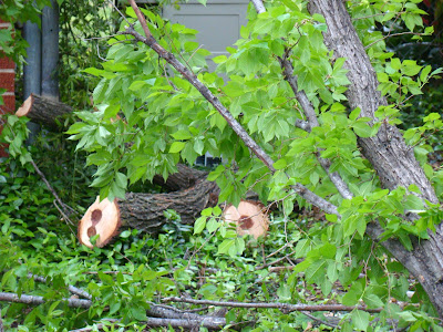 Along Magnolia Lane: Kittens and Trees, Oh My!